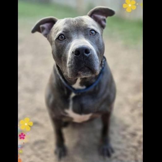A young large-sized male Gray / Blue / Silver American Staffordshire Terrier dog named Jelly Roll for adoption in Richmond, TX