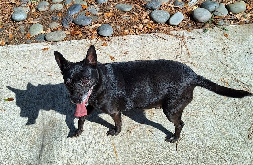 A senior small-sized female Black Chihuahua dog named Lunetta Wat for adoption in Missouri City, TX