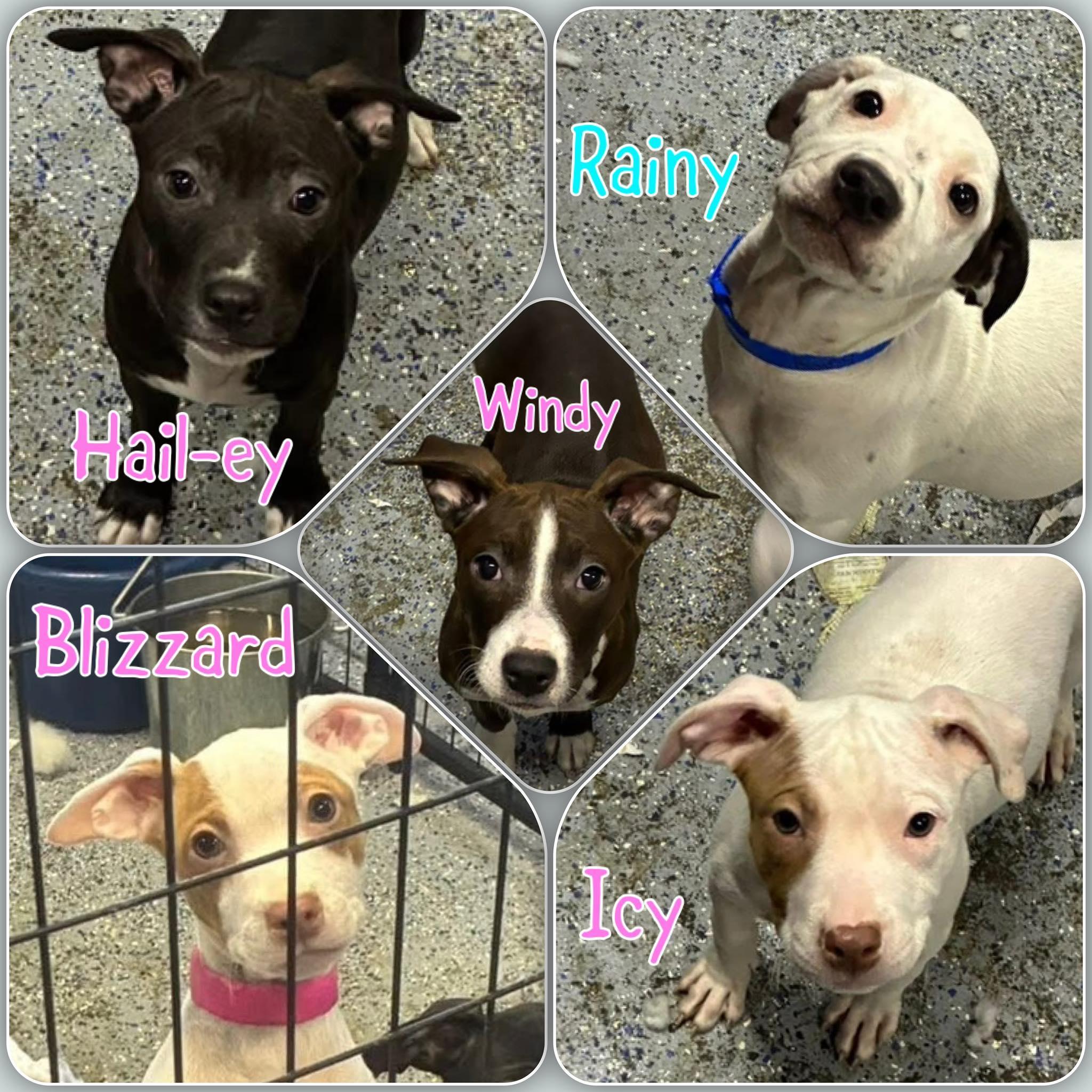 Weather Litter Puppies