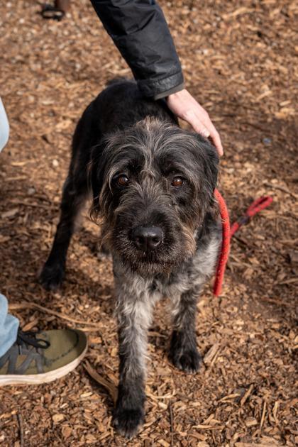 An adult large-sized female Mixed Breed dog named Fabulous for adoption in Chamblee, GA
