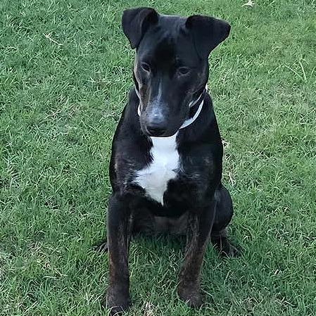 A young medium-sized female Black Bull Terrier dog named Stella for adoption in Longview, TX