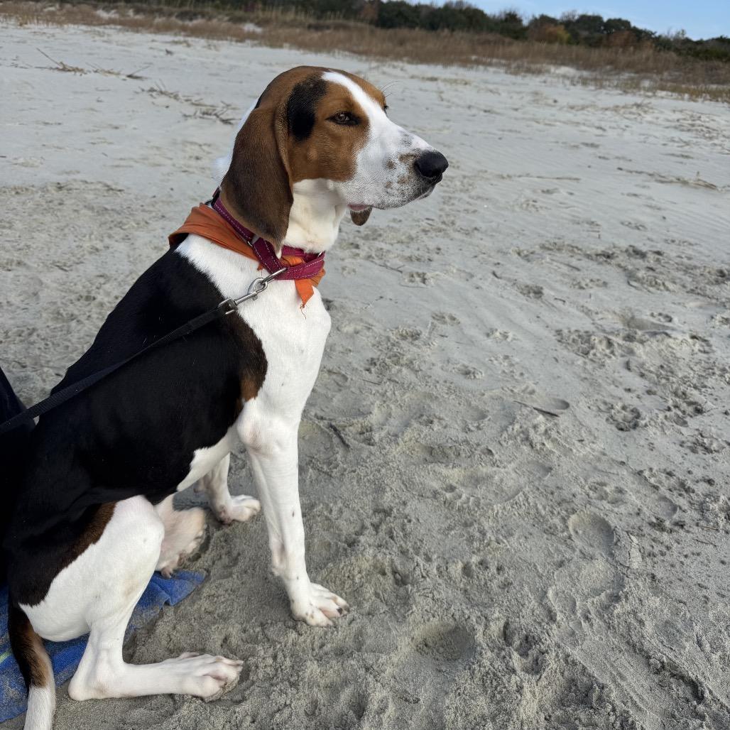 An adult medium-sized male Brown / Chocolate Mixed Breed dog named Ranger for adoption in Summerville, SC