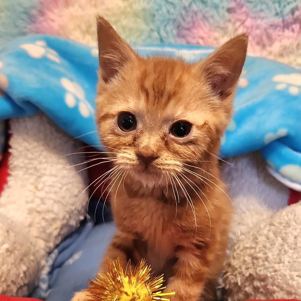 A baby small-sized male Orange / Red Domestic Short Hair cat named Gem for adoption in Alexandria, VA