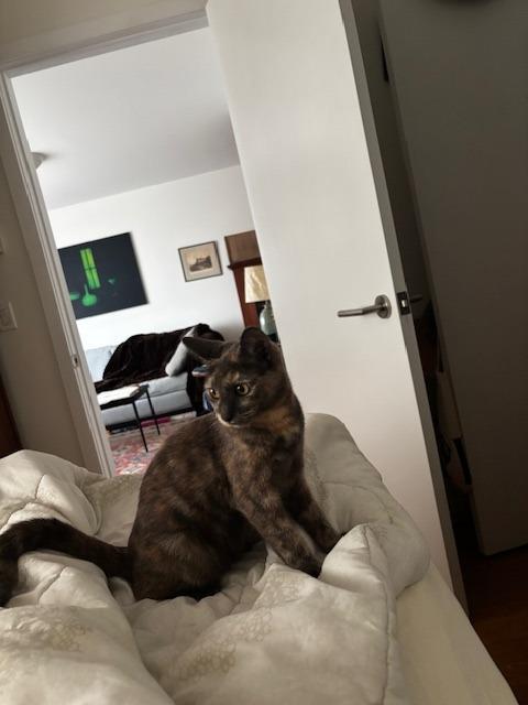 A young medium-sized female Domestic Short Hair cat named Holly for adoption in New York, NY