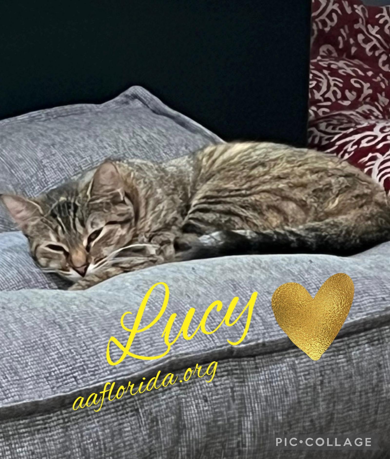 Lucy