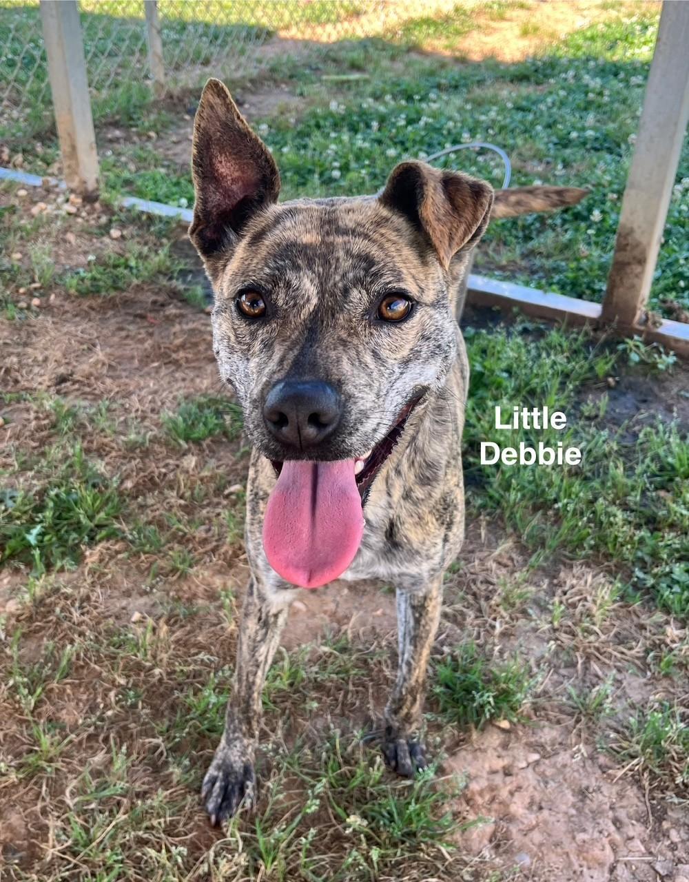 Little Debbie photo 1