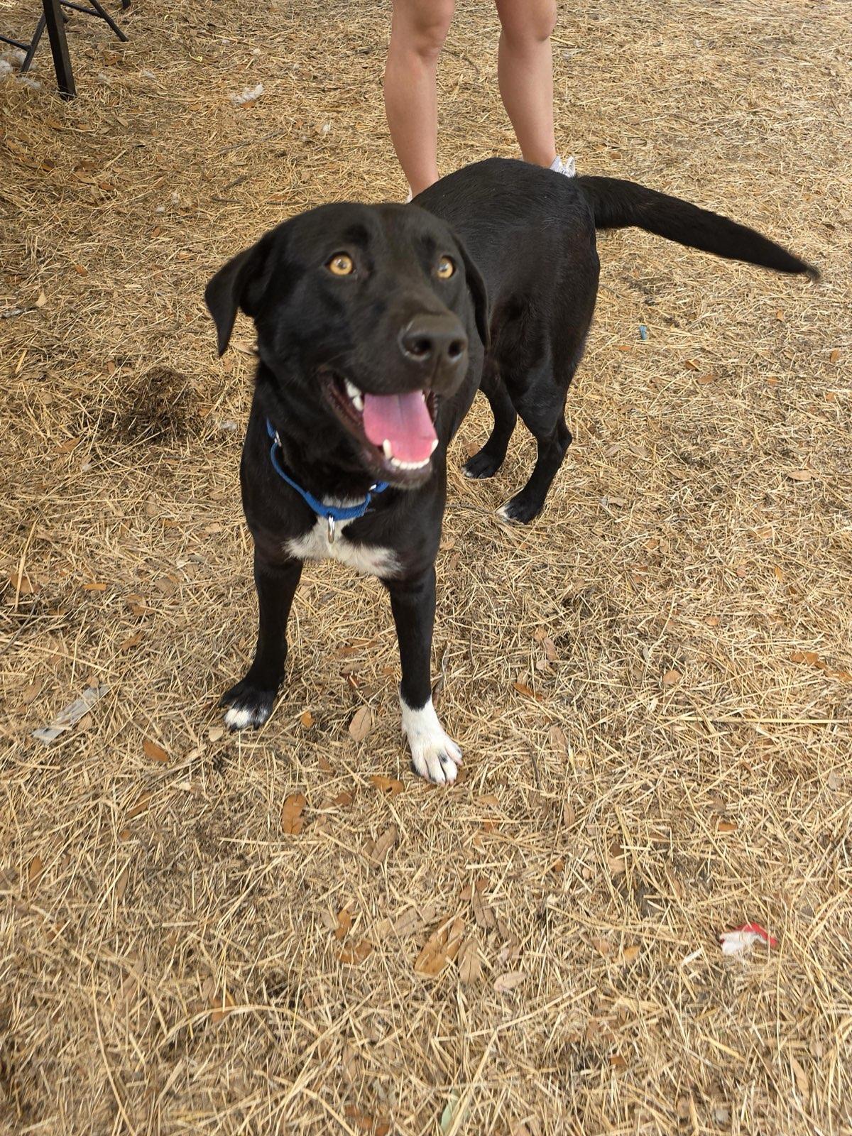 Ozzy Pawsborne photo 1