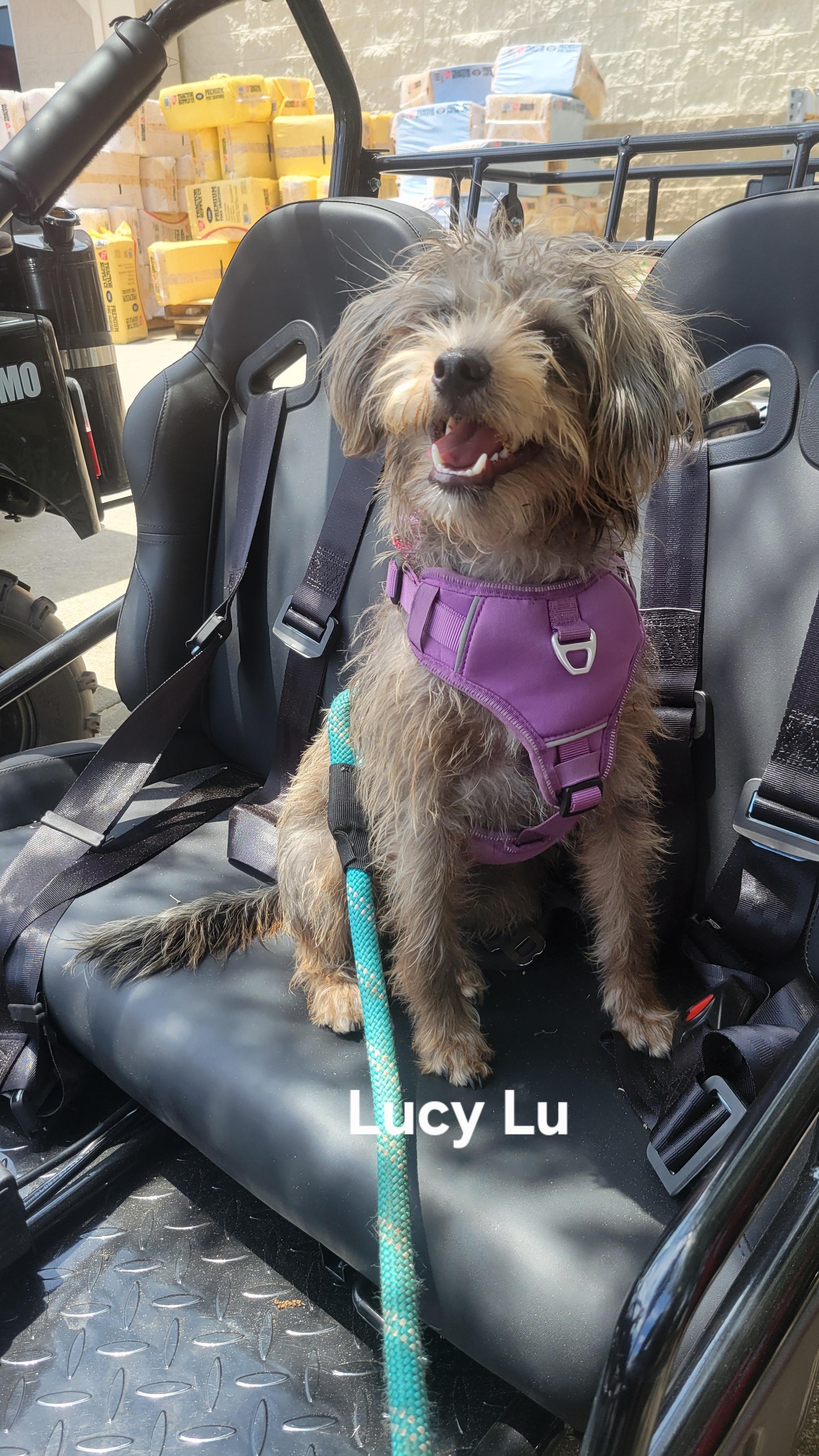 Lucy Lu photo 1