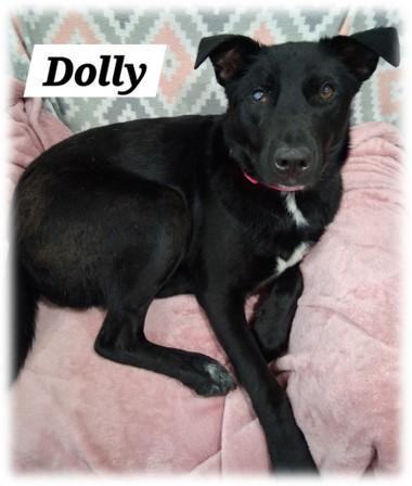 Dolly photo 1