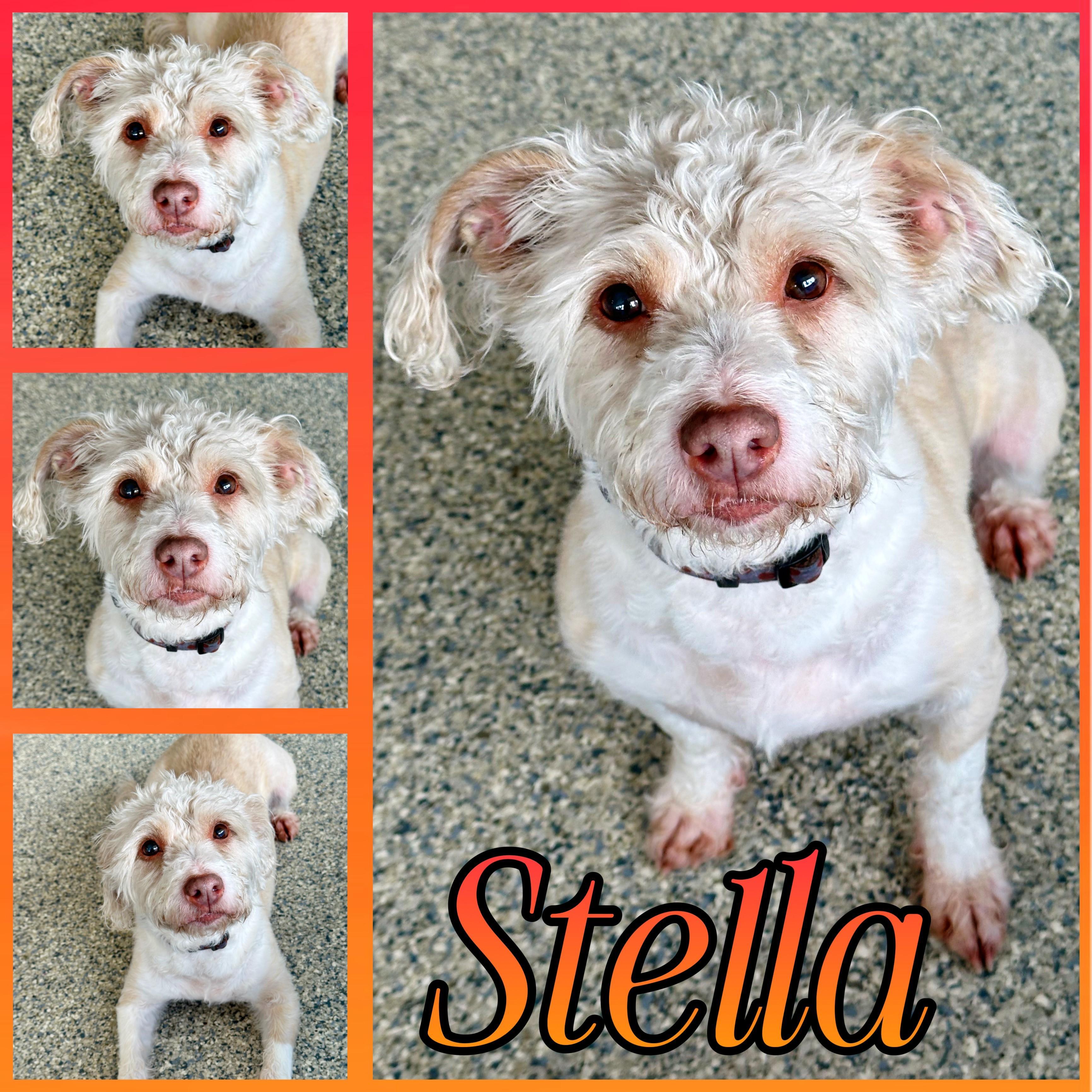 Stella photo 1