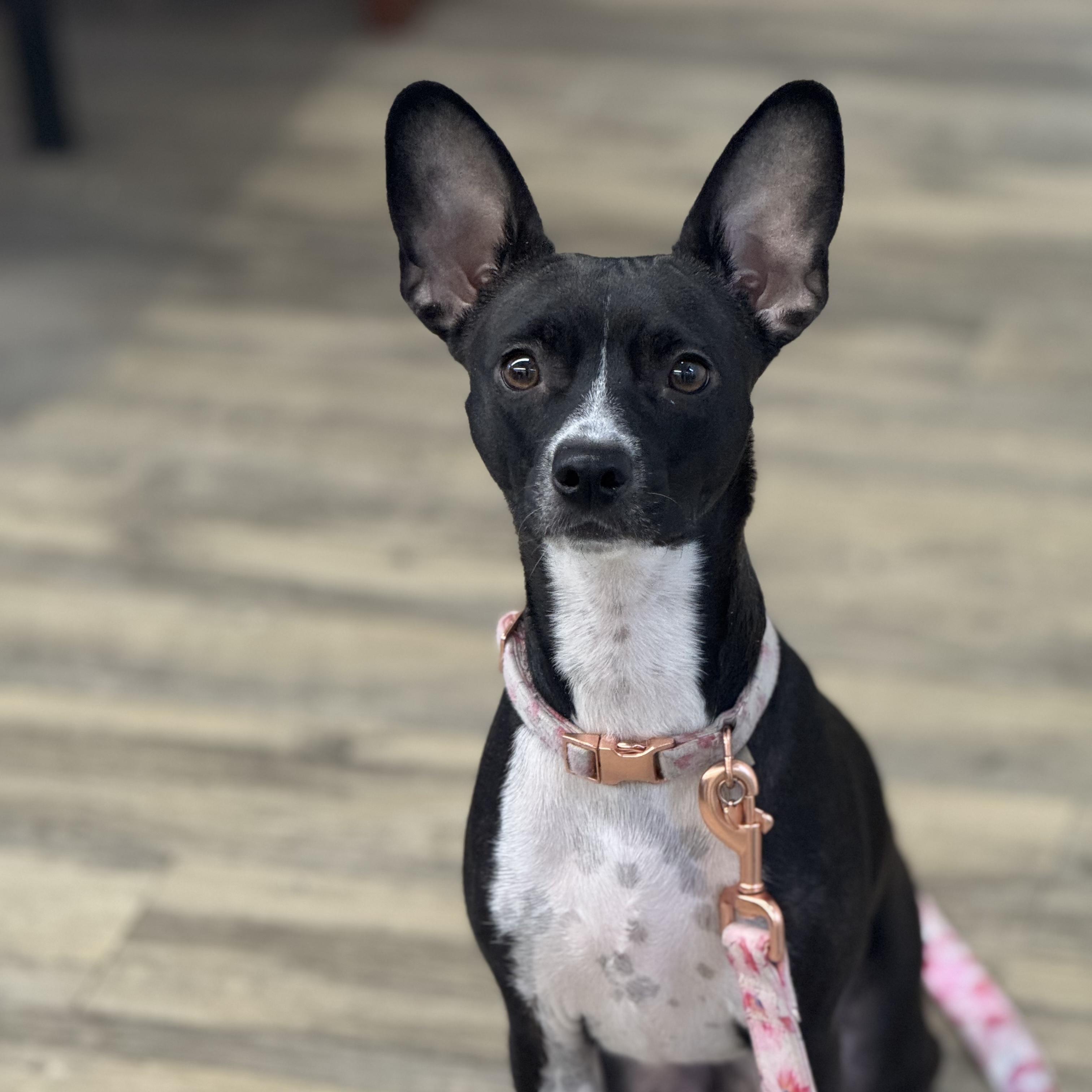 Jasmine Rose photo 1