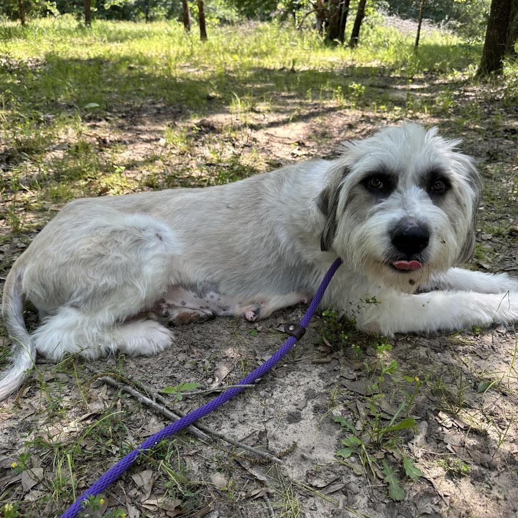 (princess) Leah photo 1