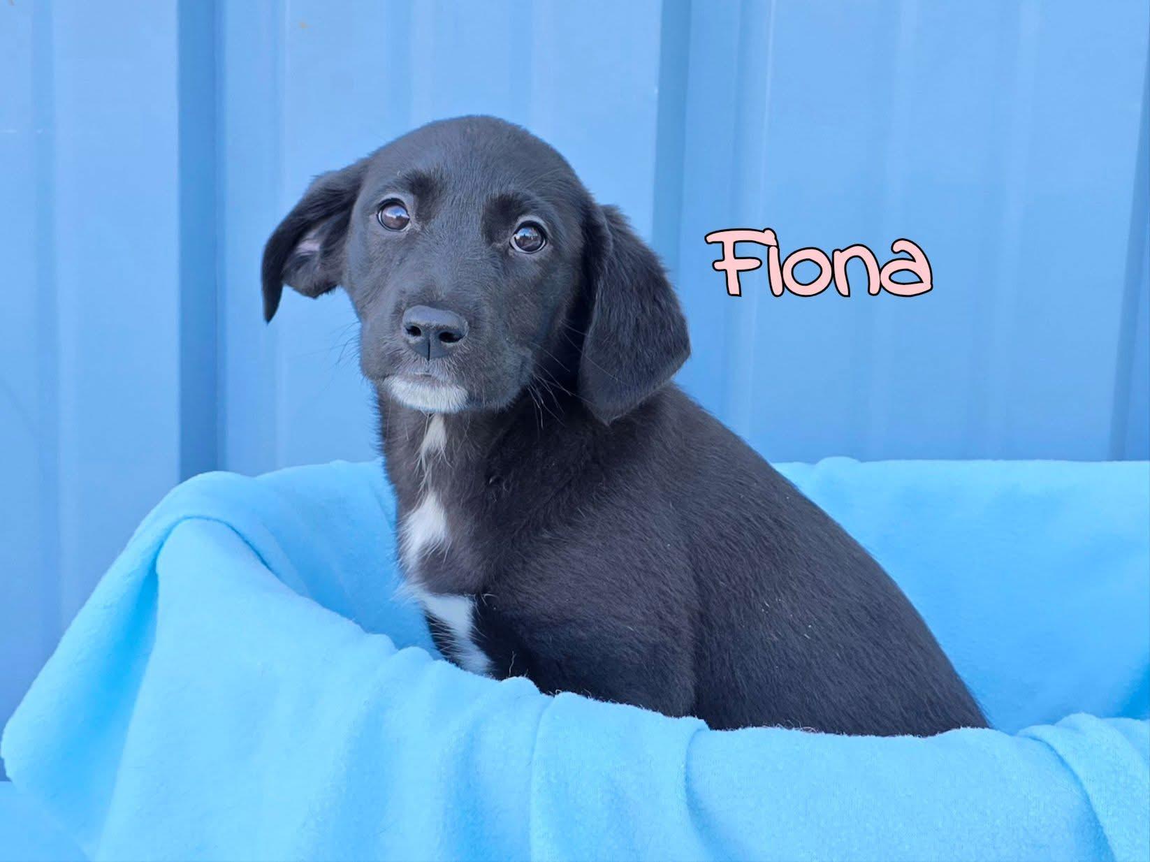 Fiona photo 1