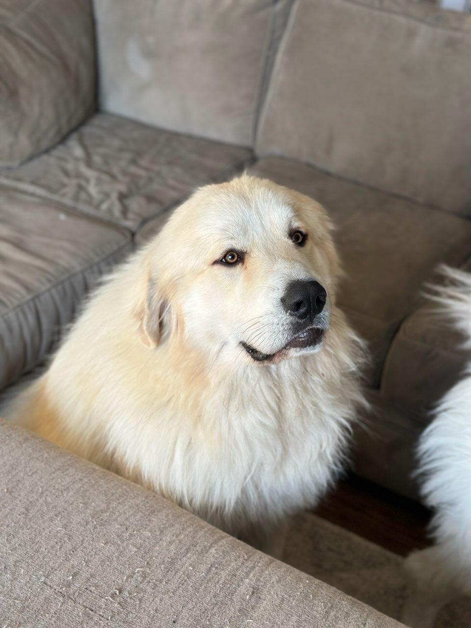 Shadow In New England photo 1