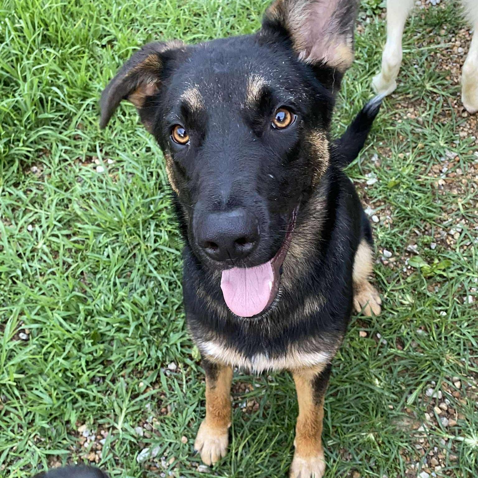 Yuna (mo Puppy) photo 1