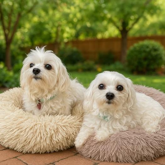 Ella And Daisy photo 1