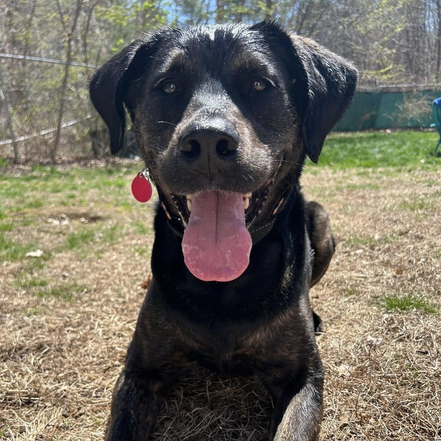 Scooby Here In Nh photo 1