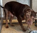 Big Daddy Mac photo 1