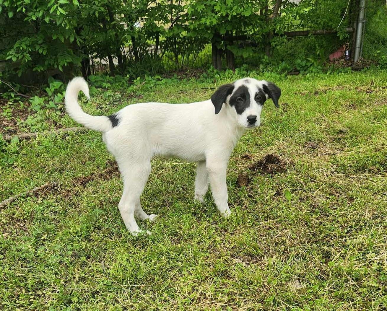 Java Chip Oreo photo 1