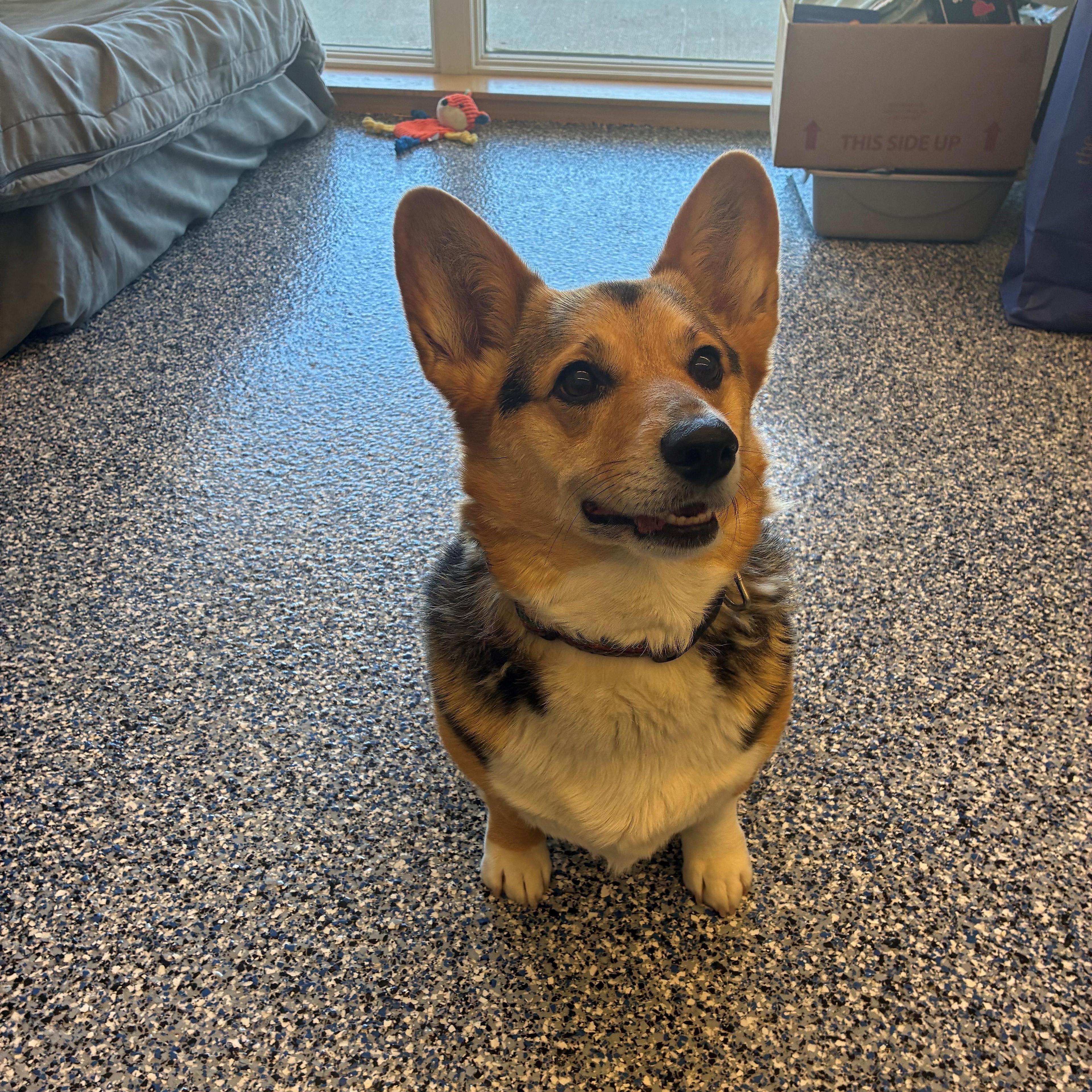 Misu Aka Tiramisu. photo 1