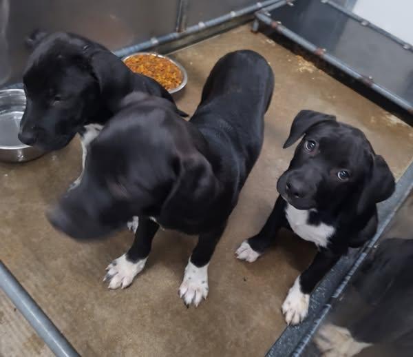 Lab Mix Ppuppies photo 1