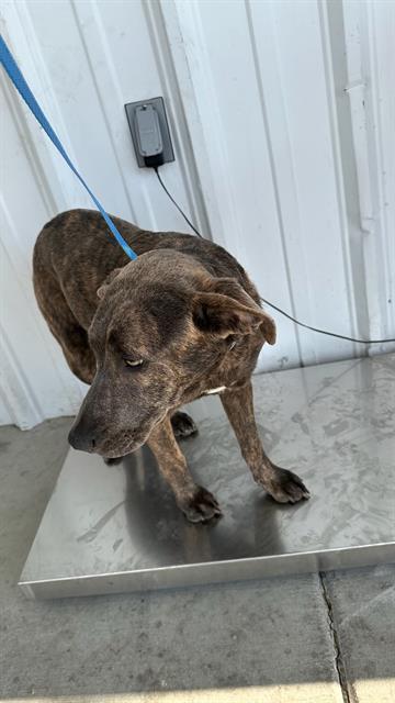 Agatha Harkness photo 1