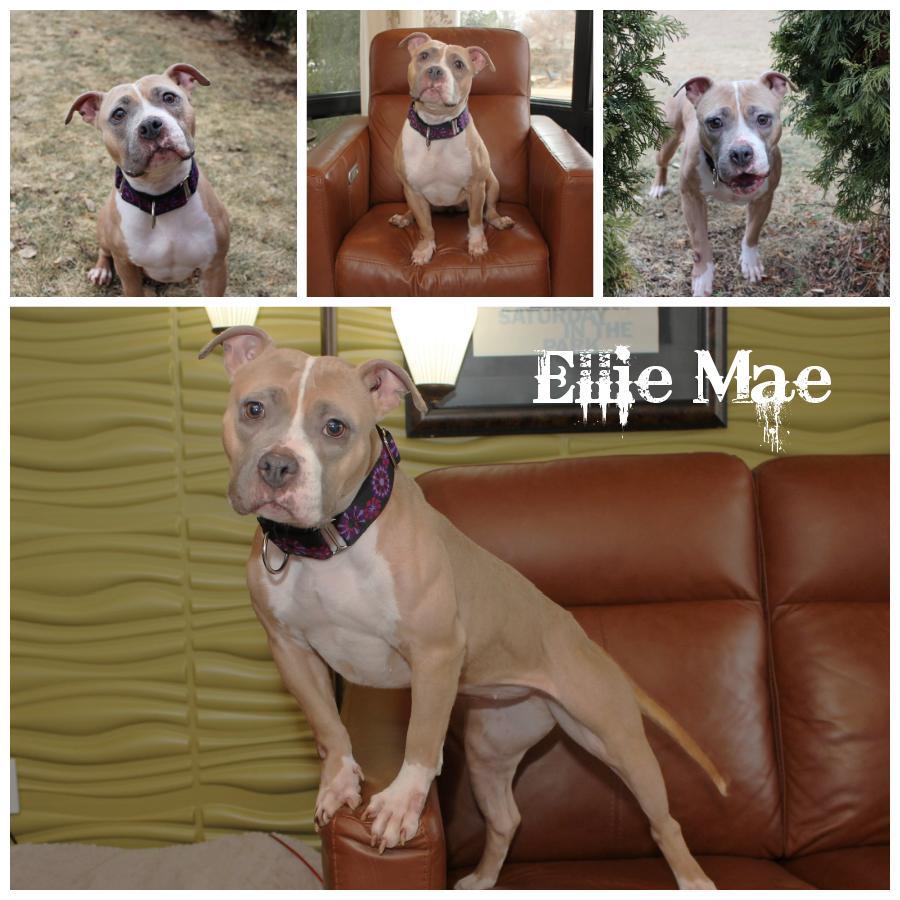 Ellie Mae photo 1