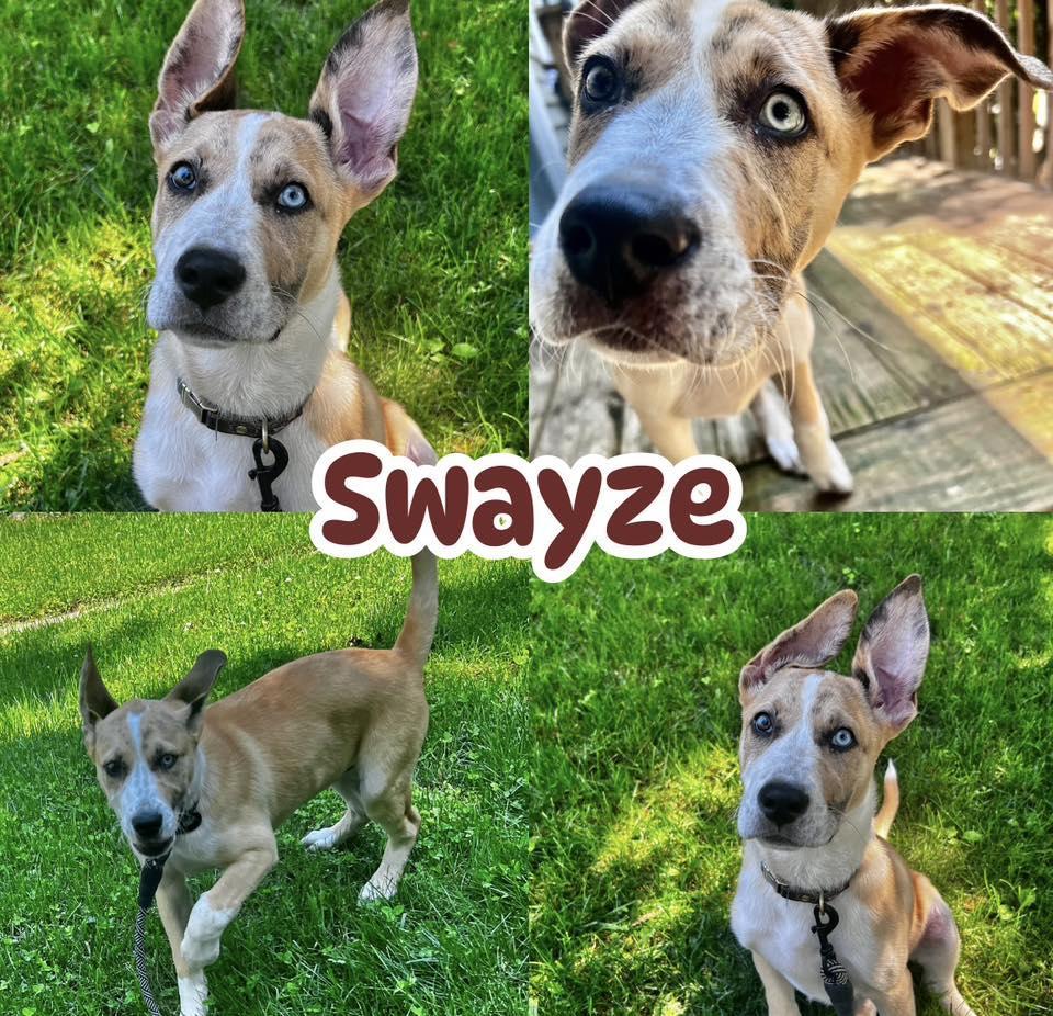 Swayze photo 1