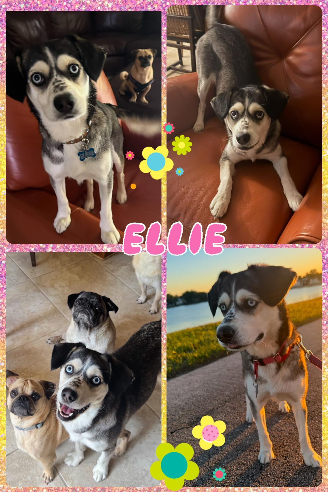 Ellie photo 1