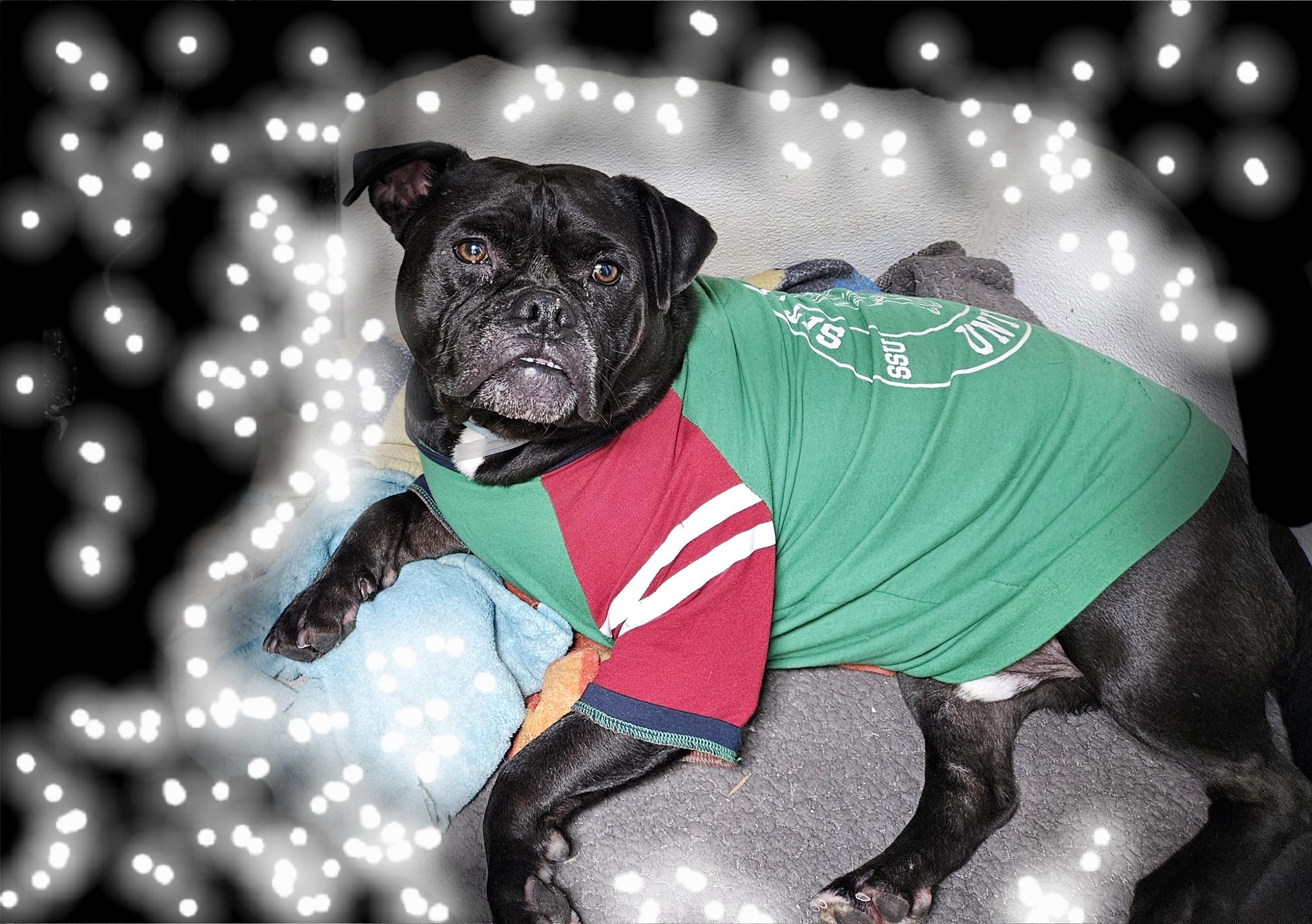 Black Jack Jack!! photo 1