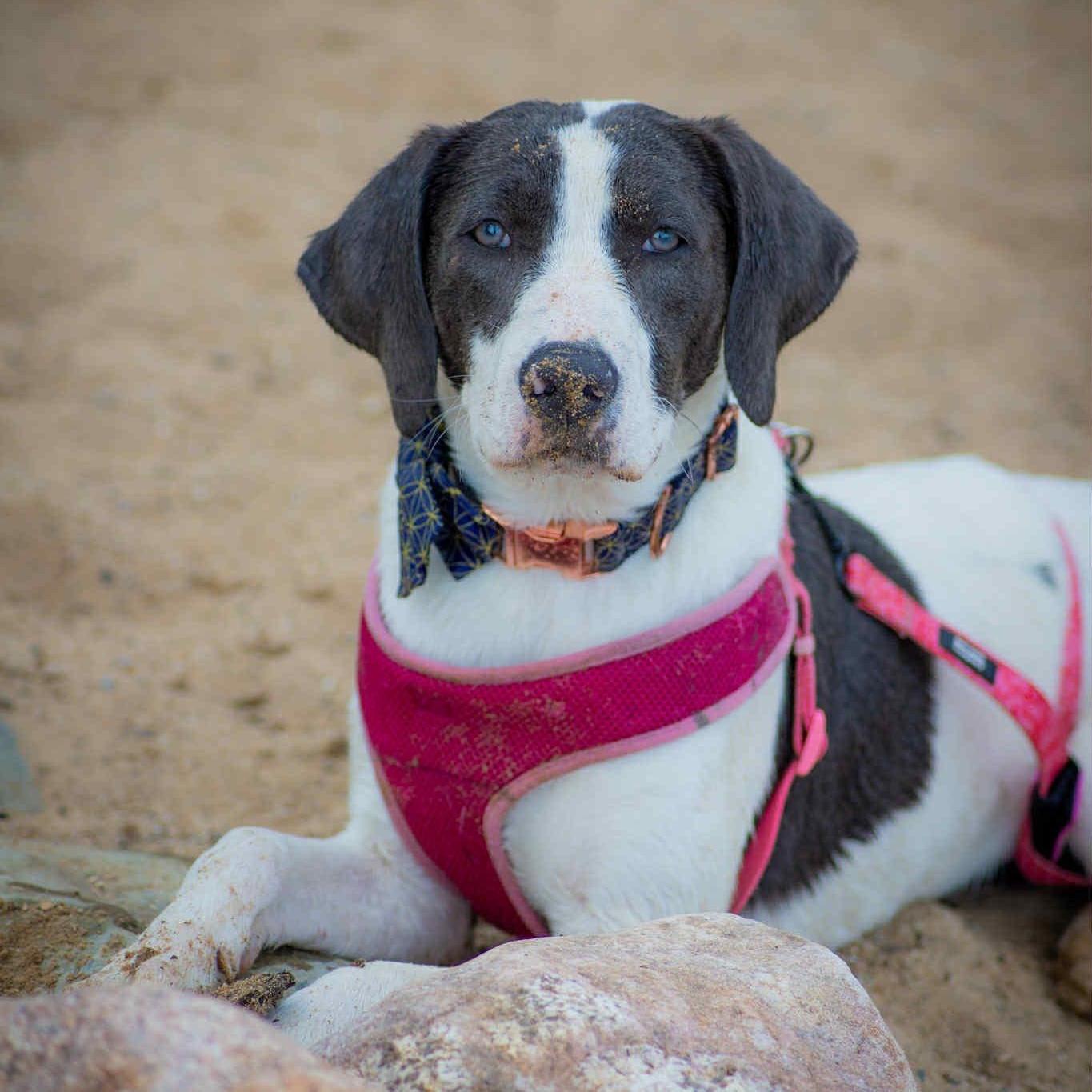 Jersey Little Cows Litter photo 1