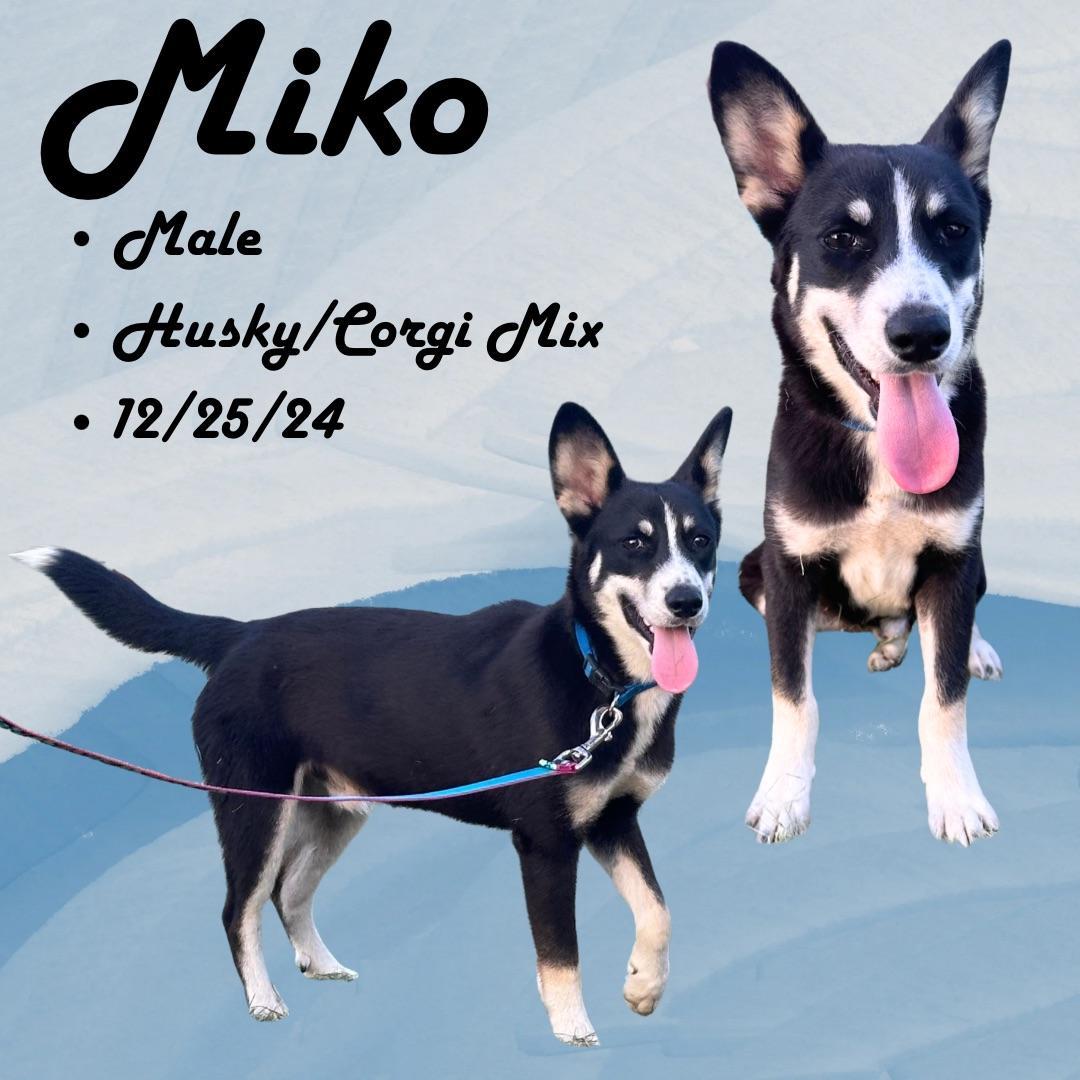 Miko