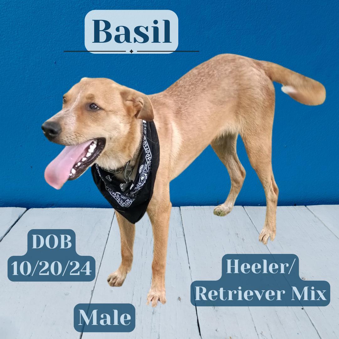 Basil