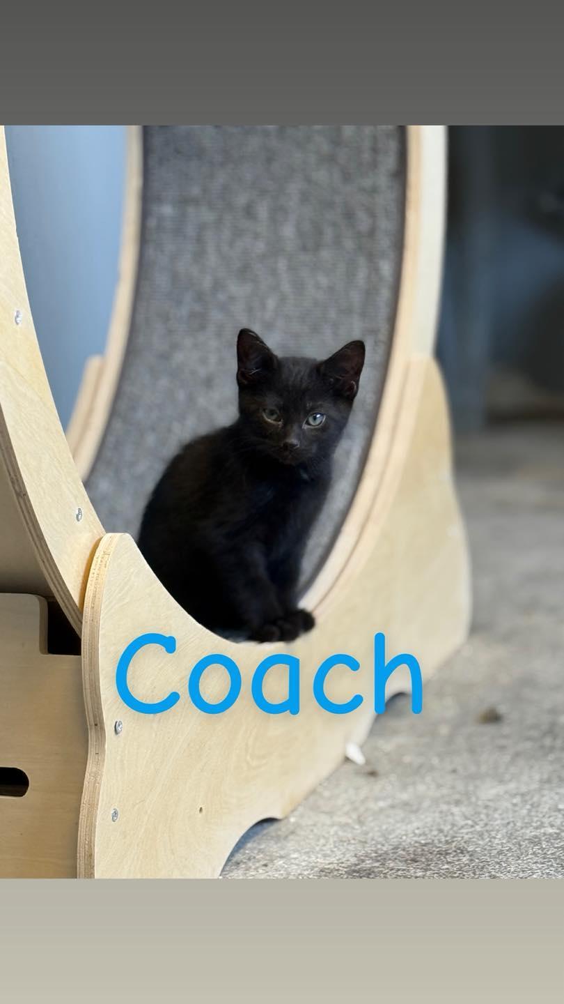 Coach