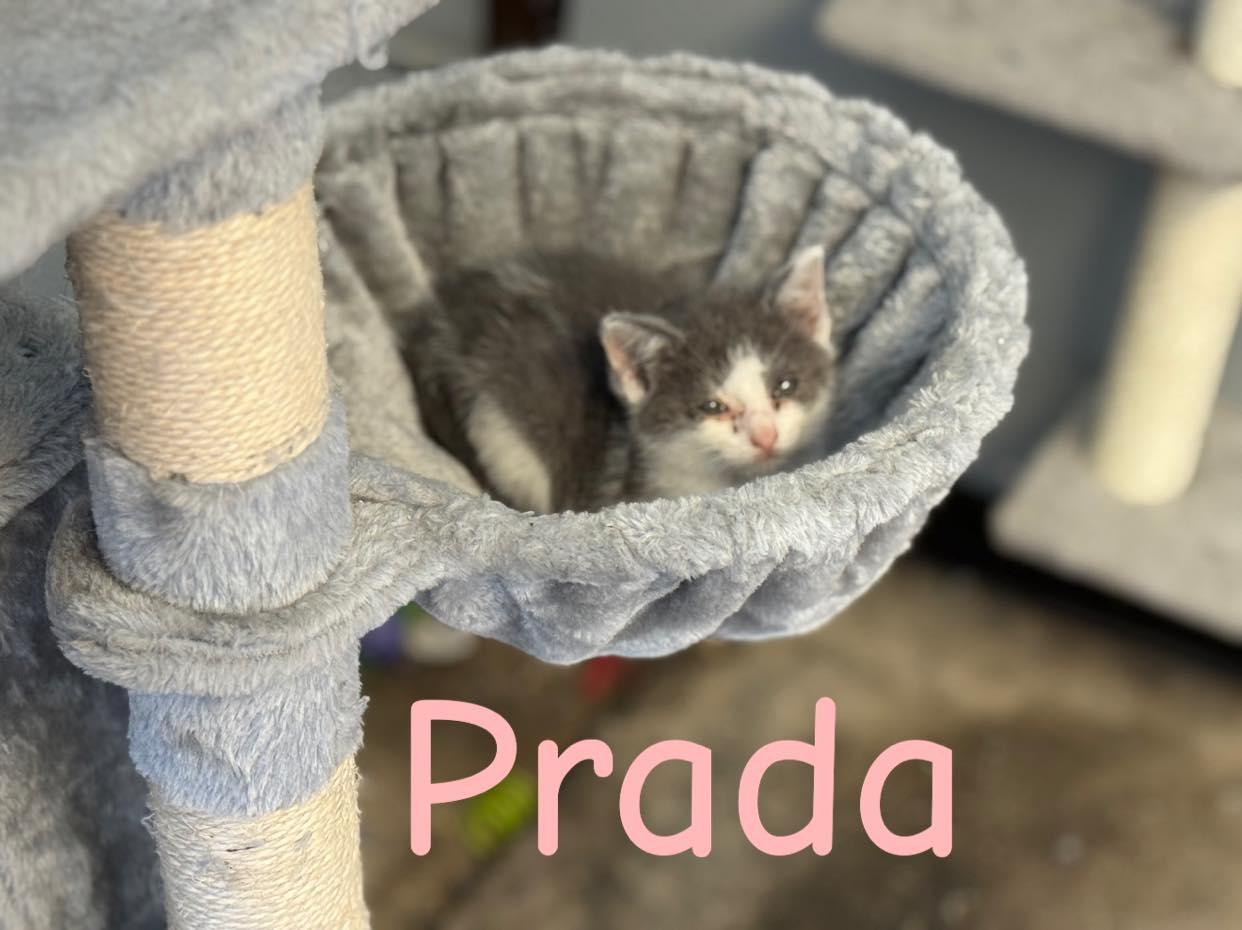 Prada