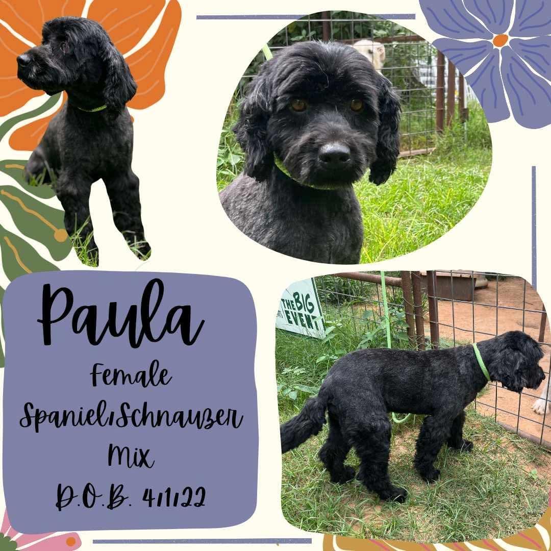 Paula