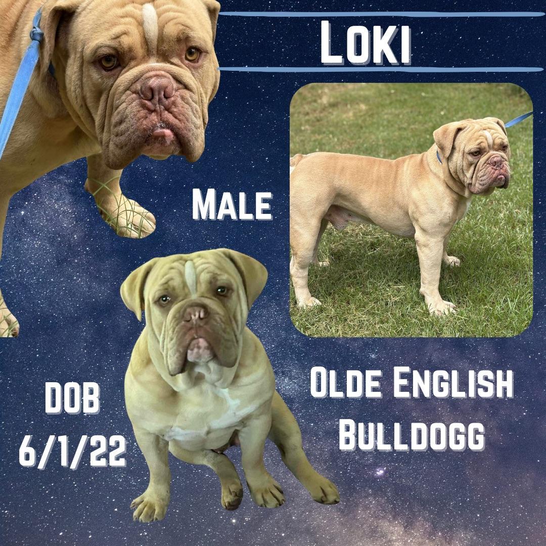 Loki