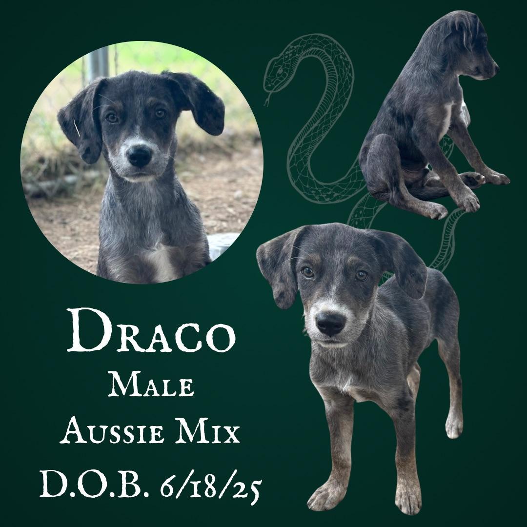 Draco
