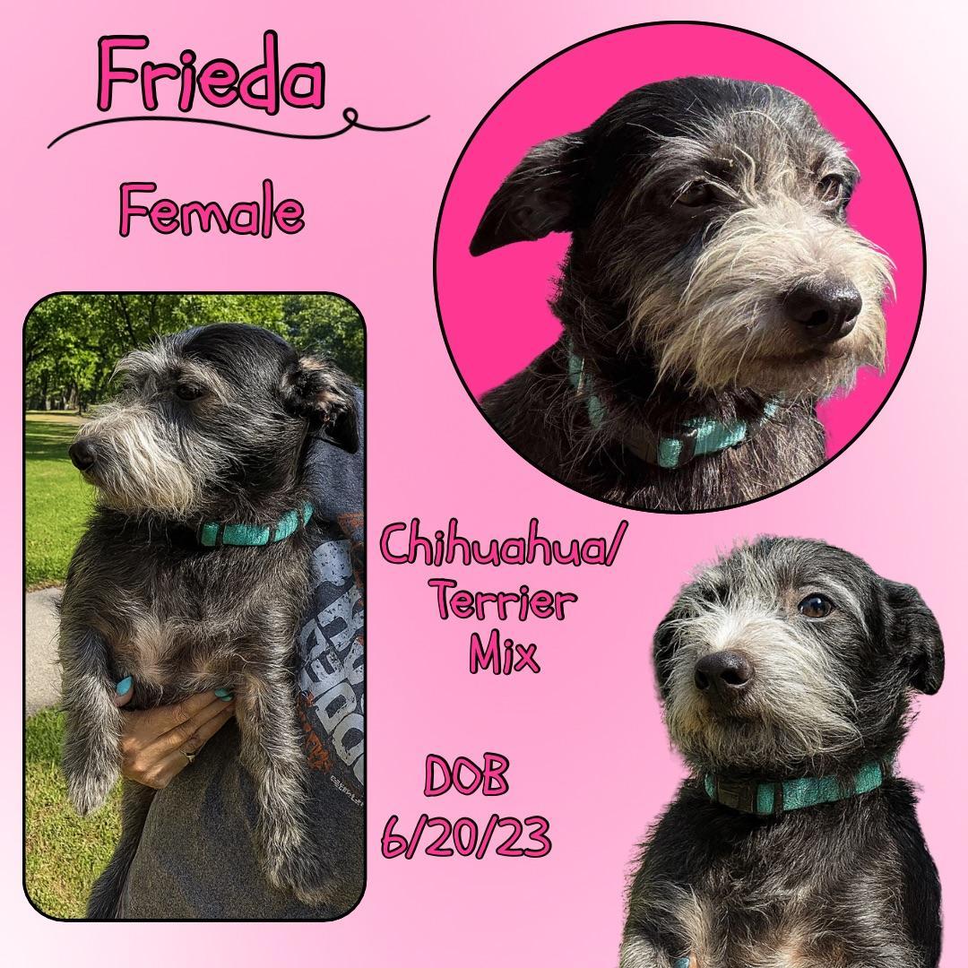 Frieda