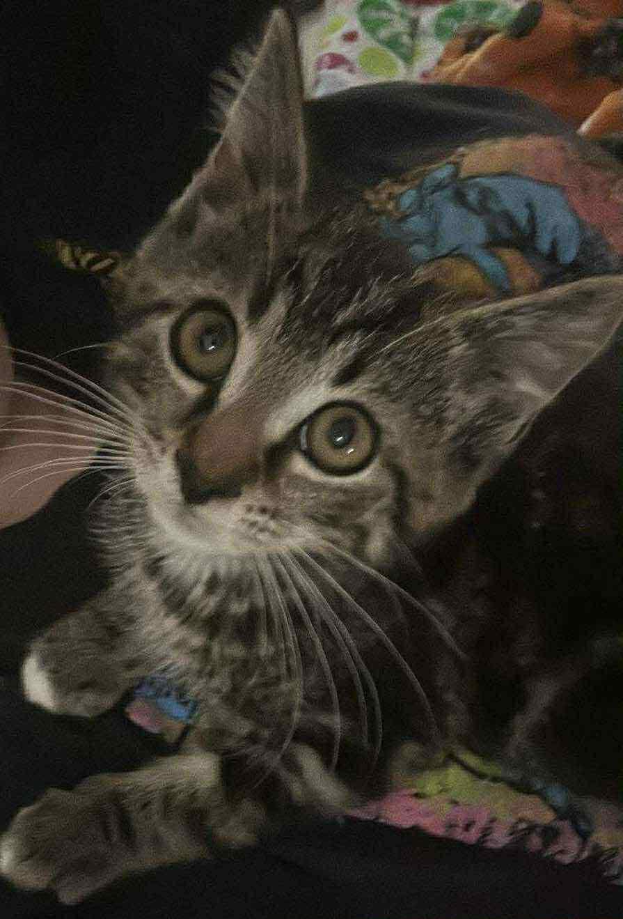 Purrfessor Purrington