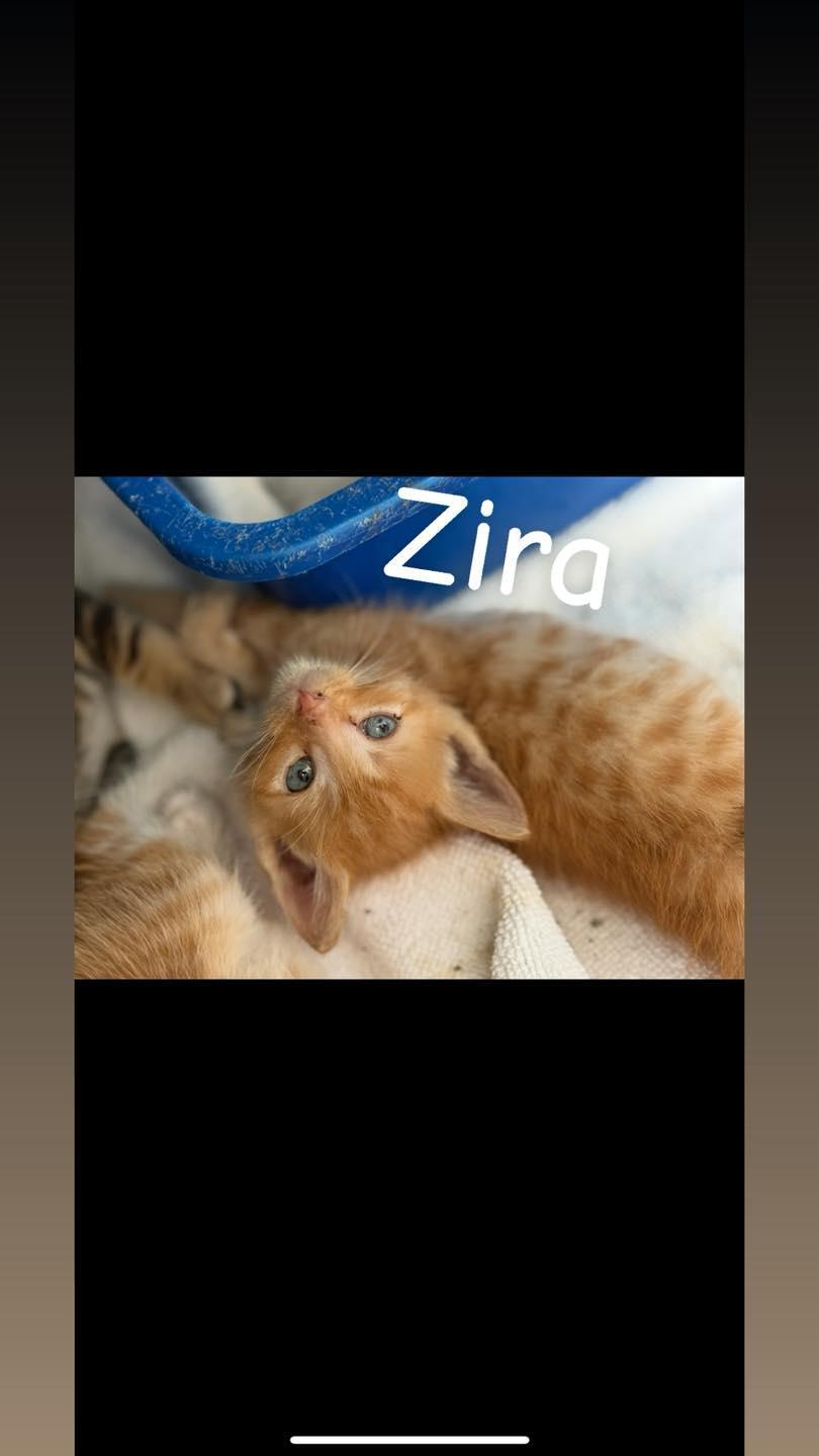 Zira