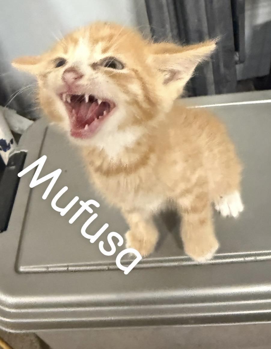 Mufusa