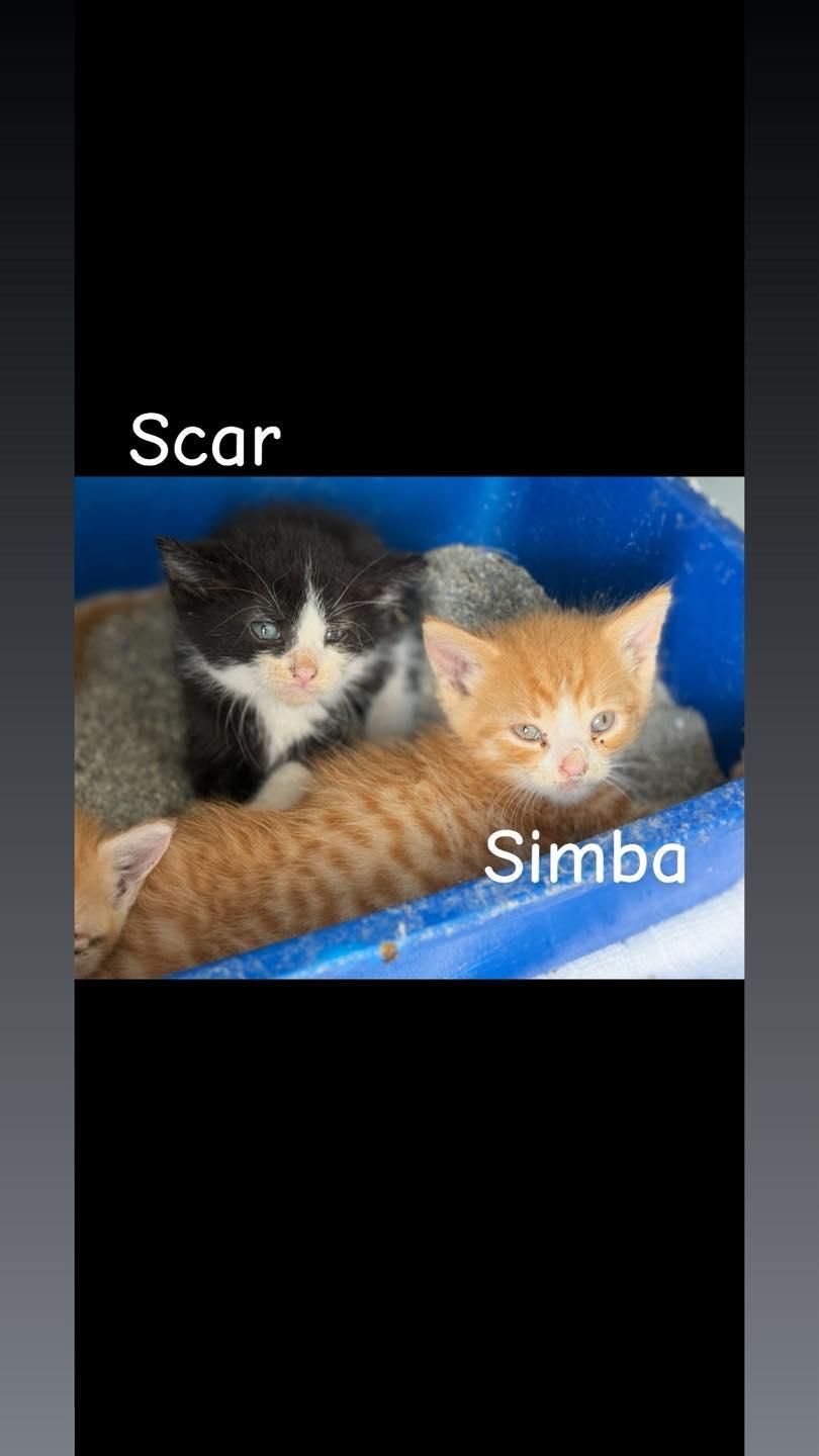 Scar And Simba