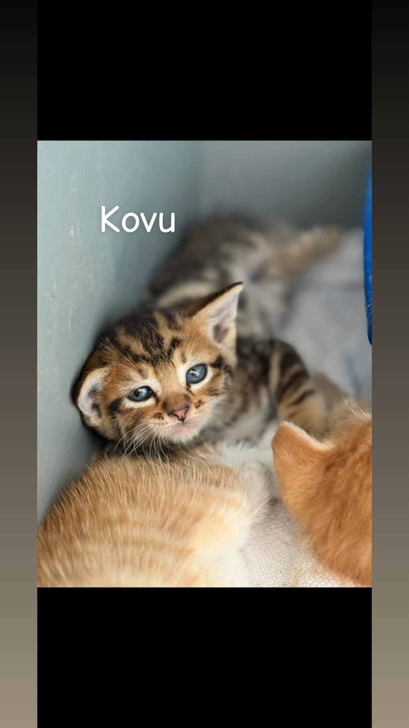 Kovu