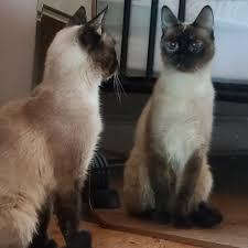 copy -Purrlock Holmes(Test Pet) longer text