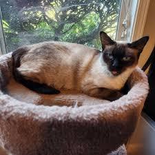 Purrlock Holmes (Test Pet) photo 1