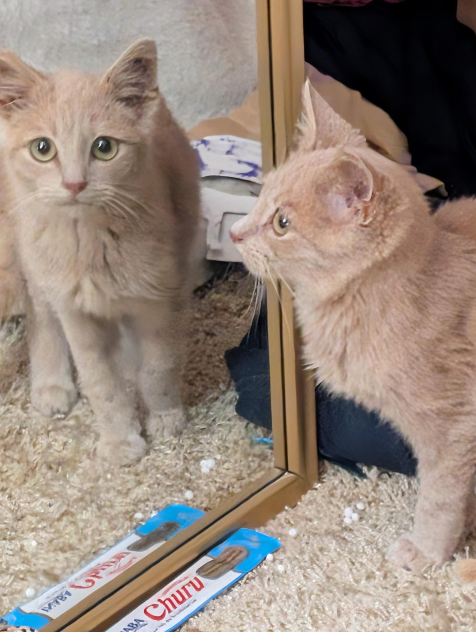 Iced Cinnamon Dulce Latte