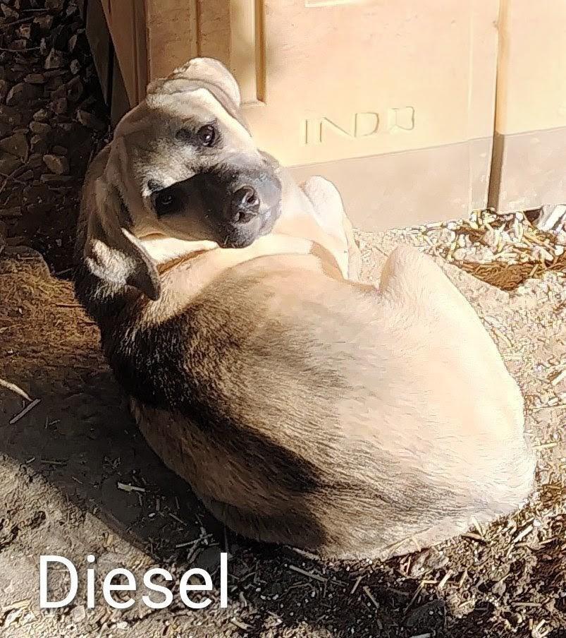 Diesel