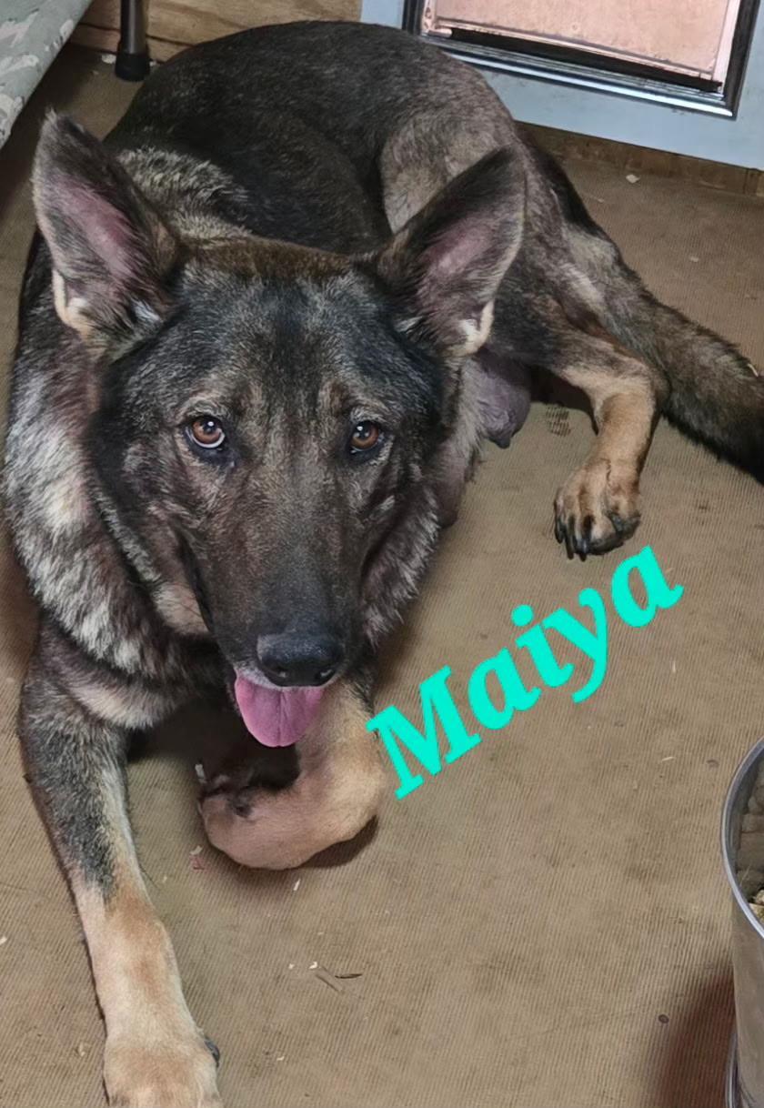 Maiya