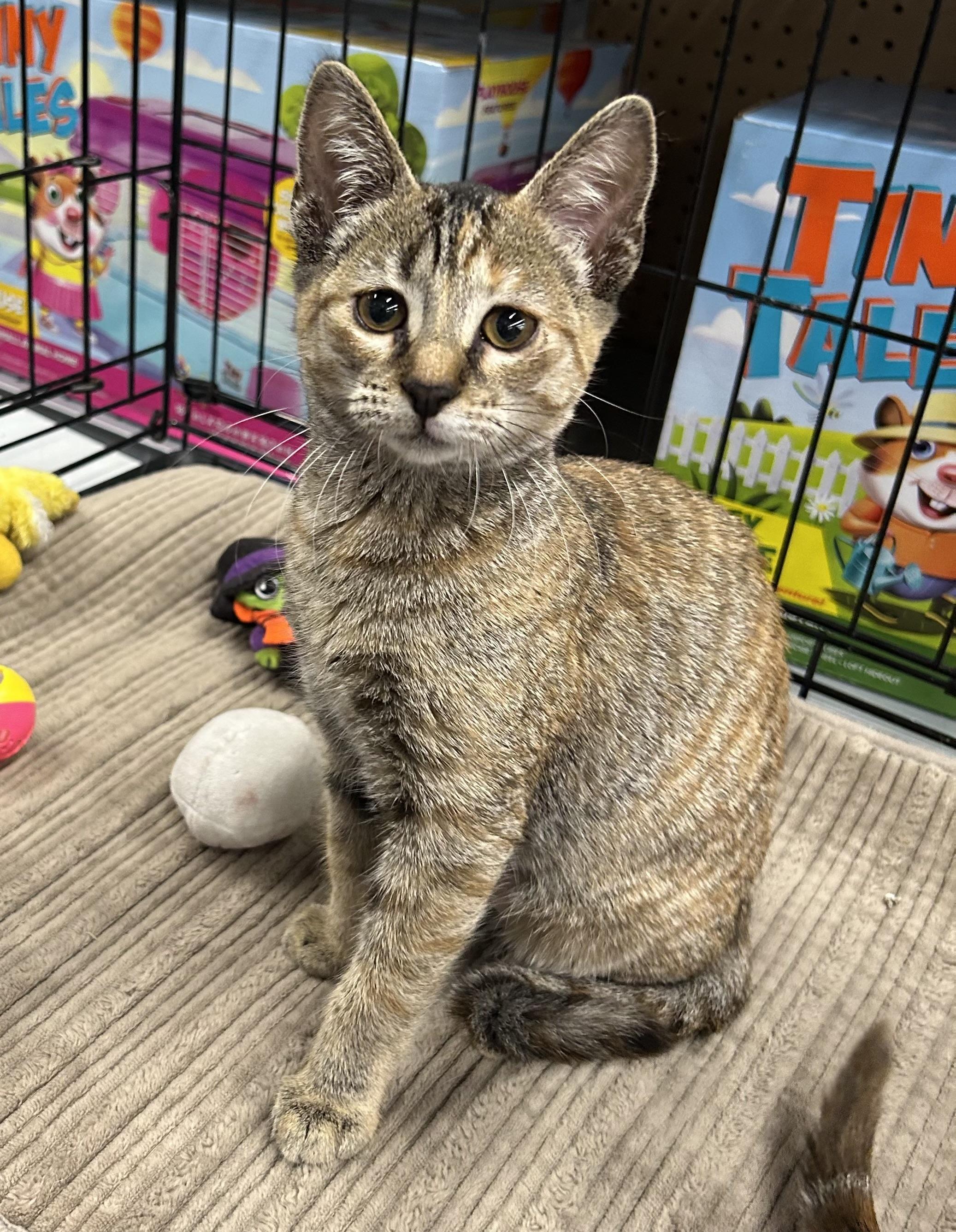 Liberty Kuykendahl Petsmart